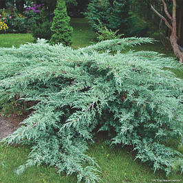 Ялівець віргінський