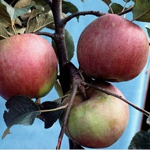Саджанці яблуні сорт Онука, фото 2