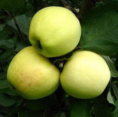 Саджанці яблуні зимового сорт Кальвіль сніговий, підщепа 54-118 🌱 В ПАКЕТІ 3.5 л
