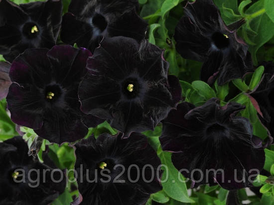 Насіння Петунія великоквіткова Софістика Блекберрі F1, 100 насінин Pan American