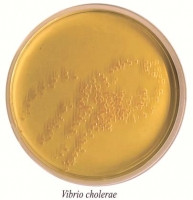 Пептон лужний для накопичення лужного вібріону (1кг), фото 1