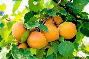 Абрикос Світ Кот (Sweet Cot)