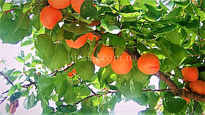 Абрикос Флейвор Кот (Flavor Cot), фото 1