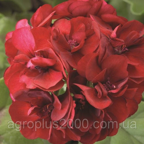 Насіння Пеларгонія зональна Пінто F1 Темно-червона 100 насінин Syngenta