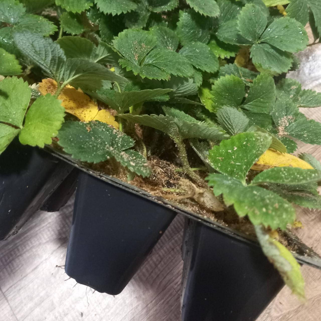 

Саженец клубники АЗИЯ в касете - средний