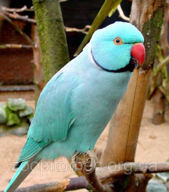 Ожереловый Кольчатый попугай голубого (синего) окраса - фото 7 - id-p4876393
