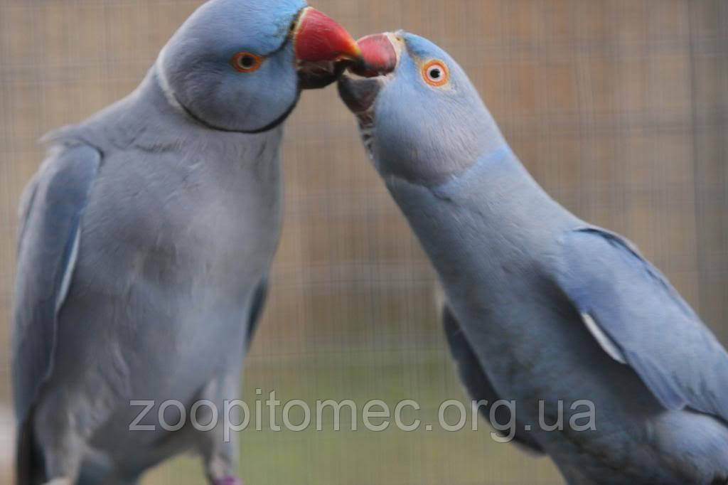 Ожереловый Кольчатый попугай голубого (синего) окраса - фото 8 - id-p4876393