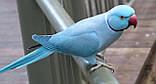 Ожереловий Кільчастий папуга блакитного (синього) кольору, фото 10