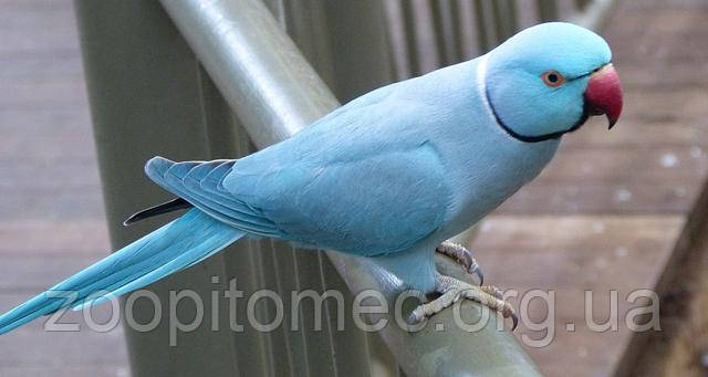 Блакитний Ожереловый Папуга Україна