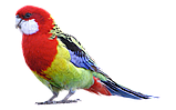 Папуга Розелла строката (рід Platycercus), фото 7