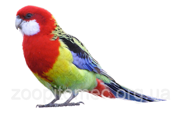 Яскравий папуга фото