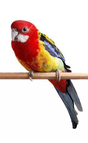 Папуга фото Розелла