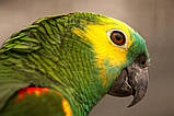 Папуга Синьо-білий Амазон, фото 3