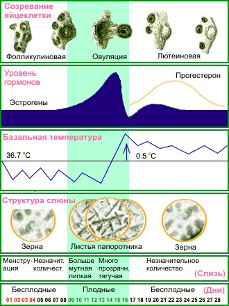 Тест-микроскоп,контроль гормонов,планирование будущего пола ребенка,овуляции «Арбор-Элит» - фото 6 - id-p3492688