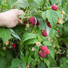 Малина сорт Херітейдж (Heritage), 5 шт (напівупакована)