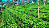 Кава зернова, 250 грамів, Робуста Індія Черрі, фото 7