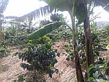 Кава зернова, 250 грамів, Робуста Індія Черрі, фото 8