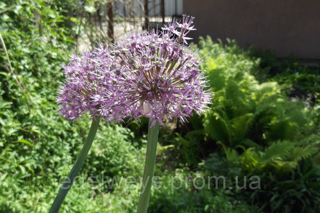 Цибуля Суворова (луковиця)