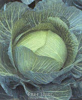 Насіння капусти ілону F1 (середньо-всюдизний, засмажений гібрид)