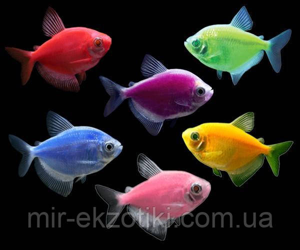 Тернеція GloFish асорті.