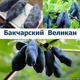 Саджанці жимолості БАКЧАРСЬКИЙ ВІЛЬКА (дворічний), фото 4