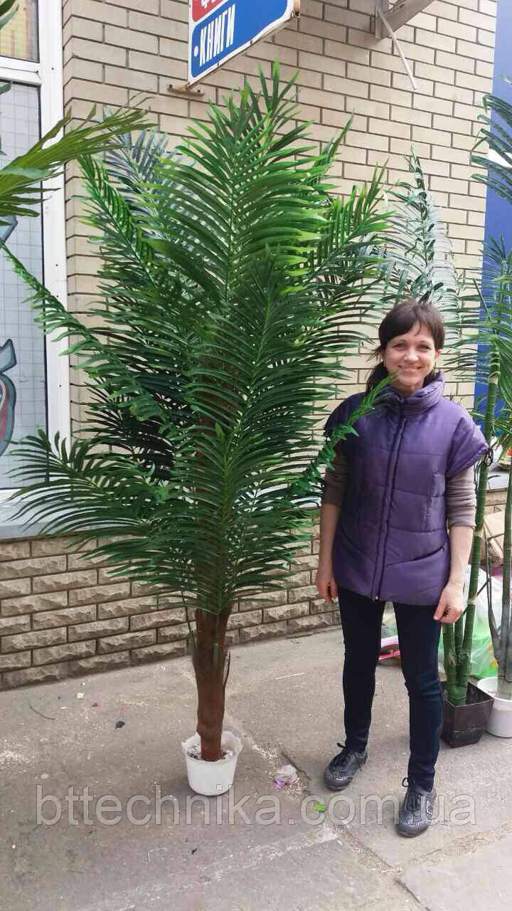 Декоративна пухнаста пальма 2,5м