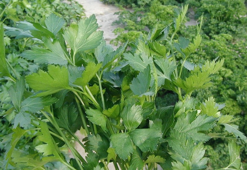 Купить Петрушка листова Новас 250гр. Clause, цена 720 грн — Prom.ua (ID ...