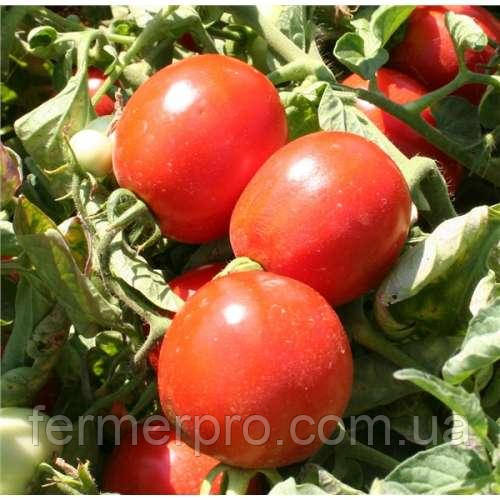 Насіння томату Альбароссо F1/Albarosso F1 1000 насіння Cora Seeds