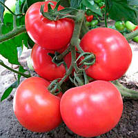 Насіння томату Малинка стар F1 \ Malinka star F1 250 насінин Cora Seeds