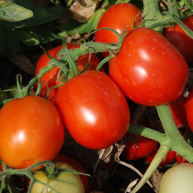 Насіння томату Аксель F1 25000 насіння Esasem