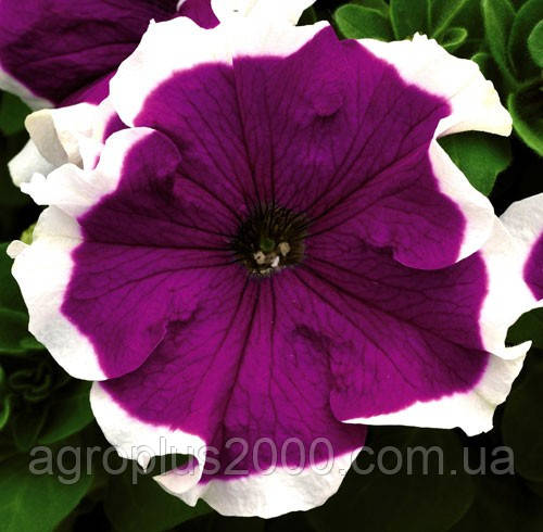 Насіння Петунія крупноквіткова Фрост Фіолетова F1 Velvet 1000 насінин Syngenta