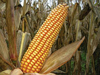 Семена кукурузы Даниил ФАО 280