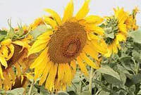 Насіння соняшника Семанс ( Франція)