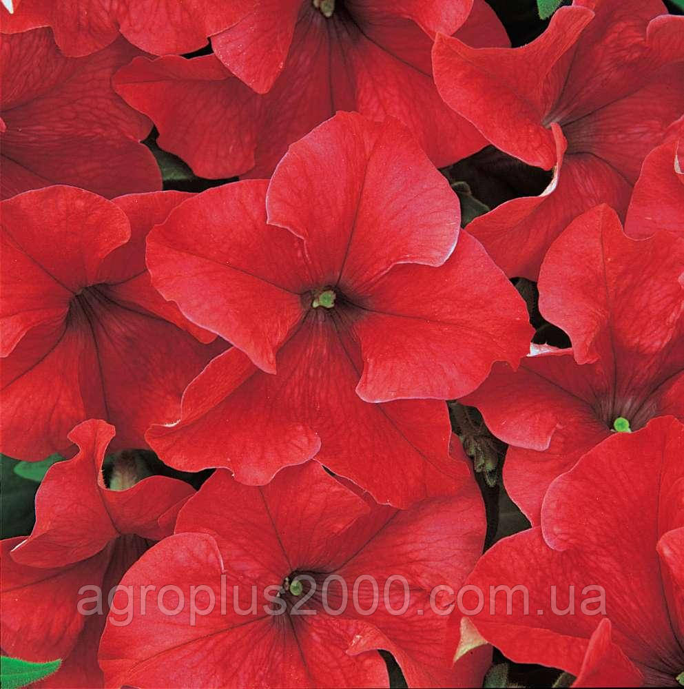 Насіння Петунія великоквіткова Дрімс F1 Червона 1000 насінин Pan American