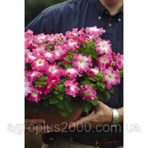 Насіння Петунія великоквіткова  Дрімс F1 Рожевий ранок 1000 насінин Pan American