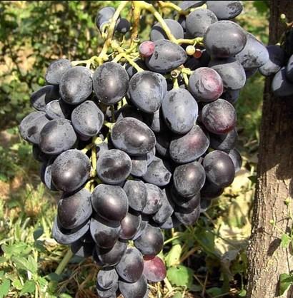 Саджанці винограду сорт Надія АЗОС