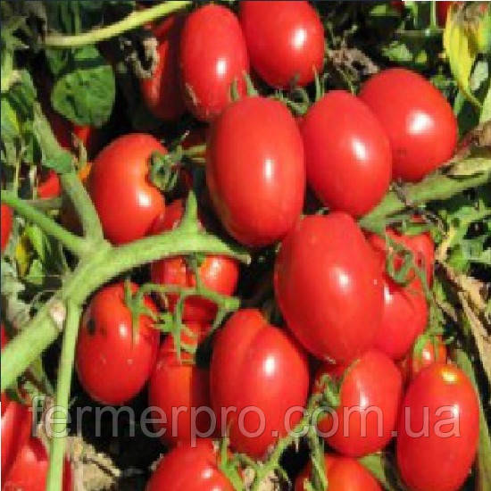 Насіння томату Реді F1 1000 насіння Esasem