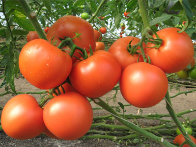 Насіння томату Квафаєр F1/Kvikfaer F1 25000 насіння Esasem