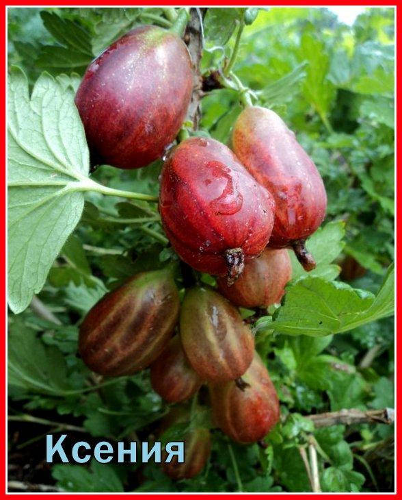 

Саженцы крыжовника КСЕНИЯ (двухлетний) раннего срока созревания