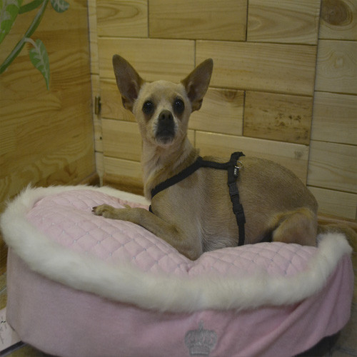 Trixie TX-37830 матрац "My Princess" для собак 60*40см