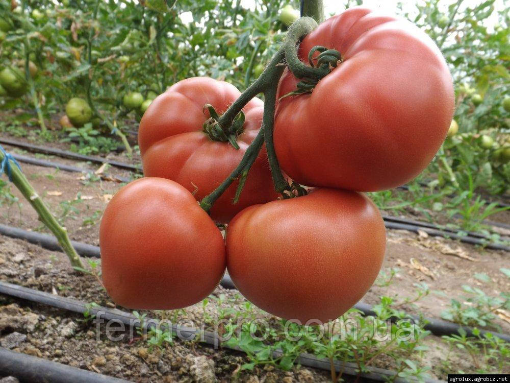 Насіння томату Розалба F1 \ Rozalba F1 250 насінин Esasem