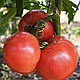 Насіння томату Розалба F1 \ Rozalba F1 250 насінин Esasem, фото 3