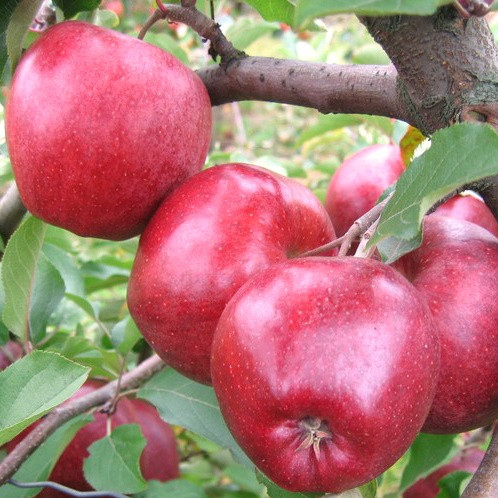 Яблуня Камео (зимня), фото 1