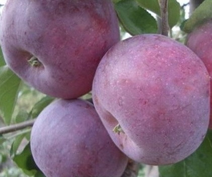 Яблуня Вільямс Прайд (літня), фото 1