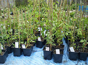 Клематис Мульти Блю ( саджанці 3 роки С1.5л ), фото 3