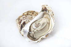 Устриця Святий Патрік №2 (Ірландія)(мінімальне замовлення 360шт)