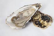 Устриця Fine de Claire (Фін де Клер). Франція №3 (мінімальне замовлення 36шт)