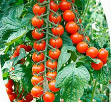 Насіння томату Порпора F1/Porpora F1 500 насіння Esasem