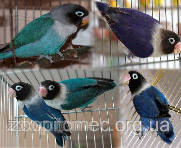 Неразлучник Масковий папуга фіолетовий (Agapornis personatus)