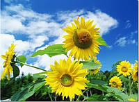 Літо продовжується!!!